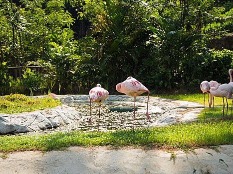 火烈鸟,动物园,泰国
