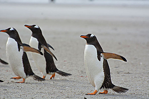 福克兰群岛,岛屿,巴布亚企鹅