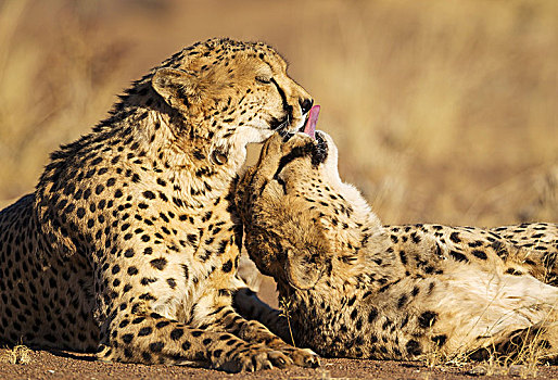 印度豹,猎豹,两个,兄弟,打理,俘获,纳米比亚,非洲