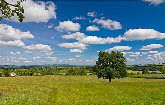 风景,丘陵地貌,科茨沃尔德,英国