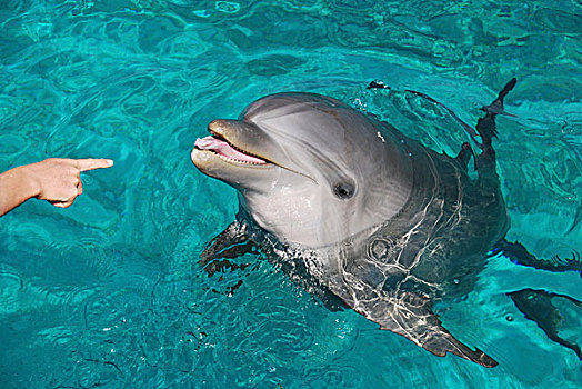 大西洋瓶鼻海豚,宽吻海豚,粘住,伸出舌头,荷属安的列斯