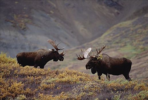 驼鹿,美洲驼鹿,两个男人,对峙,争斗,阿拉斯加