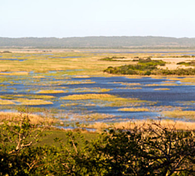 模糊,南非,水塘,湖,自然保护区,灌木