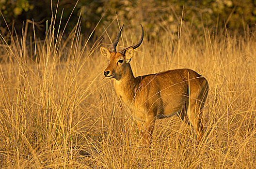 成年,雄性,站立,长,草,南卢安瓜国家公园,赞比亚,非洲