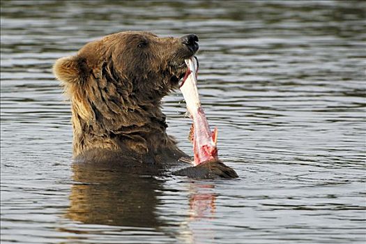 阿拉斯加,棕熊,吃,三文鱼