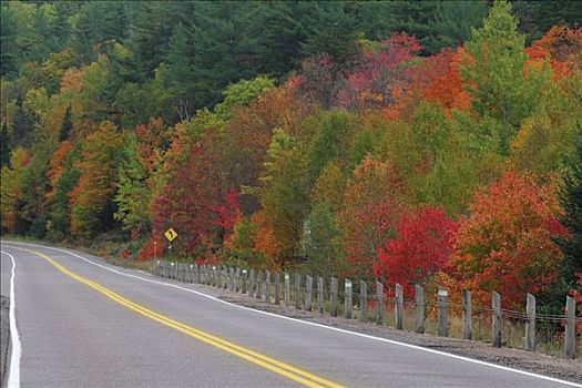 公路,阿尔冈金省立公园,安大略省,加拿大