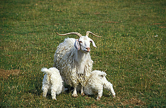 安哥拉山羊,产生,毛织品,女性,幼仔,山羊,吸吮