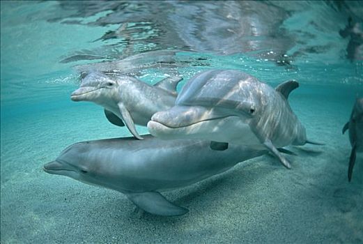 宽吻海豚,水下,三个,夏威夷,圈养动物