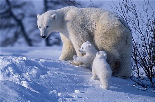 北极熊,母熊,幼兽,走,雪中,丘吉尔市,加拿大