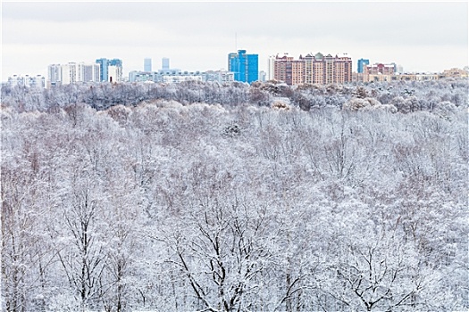 雪,树林,城市,建筑,冬天