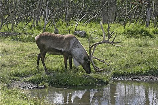 北美驯鹿,驯鹿属,阿拉斯加野生动物保护中心,阿拉斯加,美国