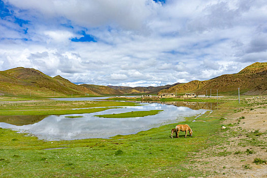 西藏的牧场