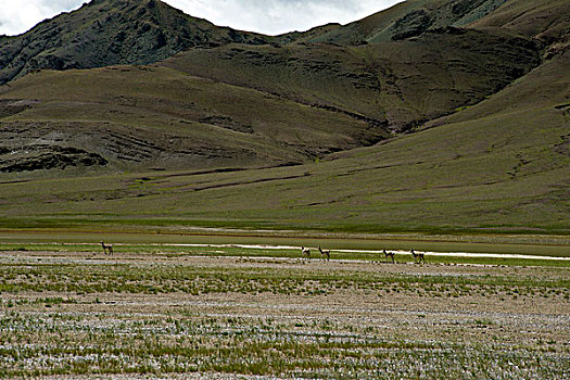 西藏阿里地区西藏黄羊