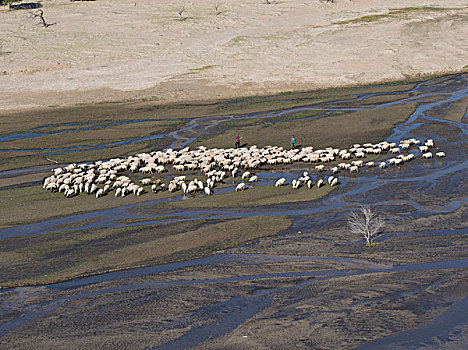羊群过河