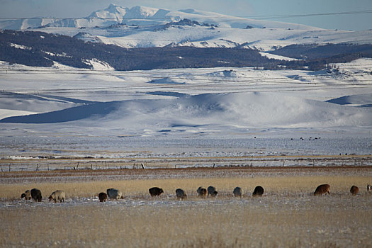 新疆巴里坤,零下20°中生存过冬的草原牲畜