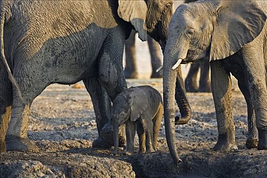 非洲象,家族,乔贝国家公园,博茨瓦纳,非洲