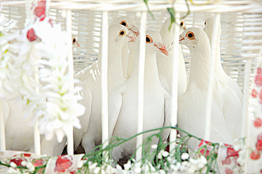 婚礼,鸽子,鸟笼