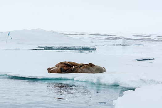 大西洋海象,海象,躺着,冰山,斯瓦尔巴特群岛,挪威
