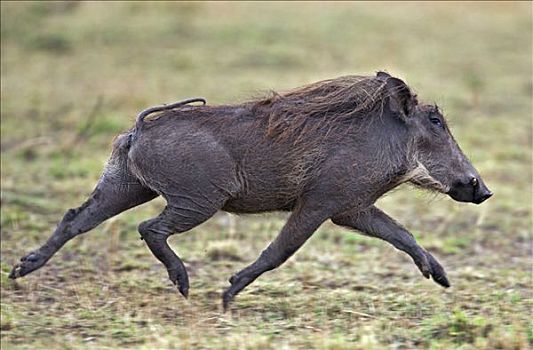 肯尼亚,疣猪,跑,马赛马拉国家保护区