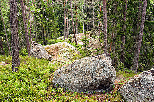 树林,漂石,国家公园,瑞典,斯堪的纳维亚,欧洲