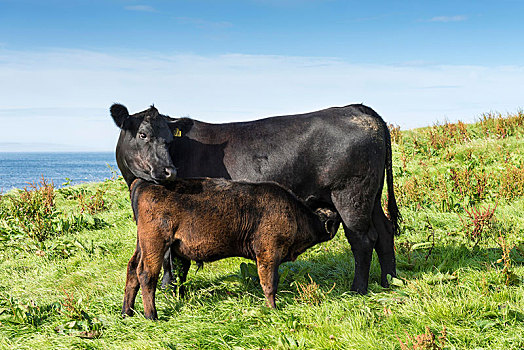 黑色,阿伯丁,幼兽,吸吮,母牛,凯思内斯郡,苏格兰,英国,欧洲