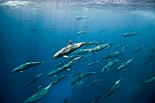 巨大,宽吻海豚,宽吻海豚属,追逐,加拉帕戈斯,厄瓜多尔