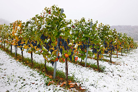 葡萄园,秋天,雪,葡萄,酒用葡萄种植区,巴登符腾堡,德国,欧洲