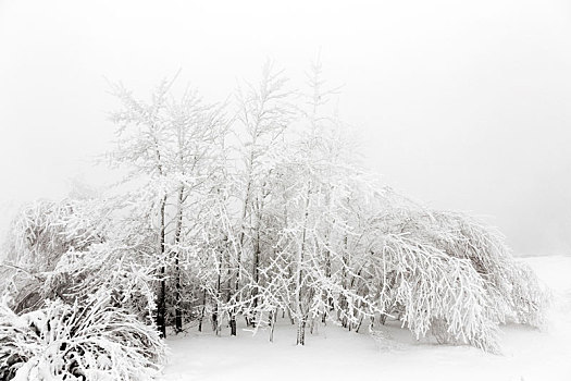 松树,雪地,正面,暴风雪