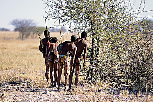 后视图,丛林原住民,猎人,靠近,树,纳米比亚,非洲