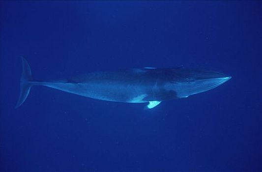 矮小,小须鲸,潜水,西澳大利亚