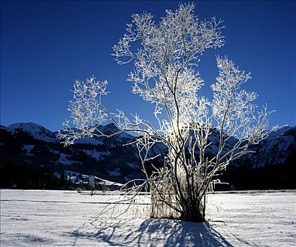 白霜,遮盖,树,瑞士