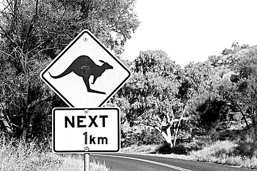 澳大利亚,标识,野生,袋鼠,概念,安全