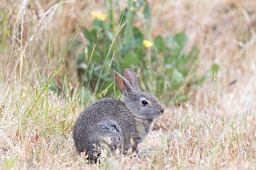 幼兽,棉尾兔,兔子,咀嚼,草,小心