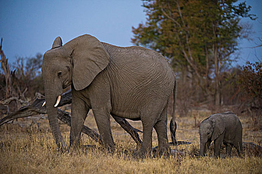 非洲象,莫雷米禁猎区,奥卡万戈三角洲,博茨瓦纳