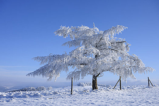 积雪,针叶树,山峦,黑森州,德国