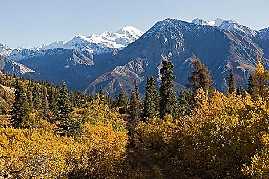 深秋,白杨,秋色,徒步旅行,绵羊,山,山峦,克卢恩国家公园,自然保护区,育空地区,加拿大