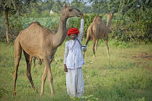 骆驼,穿,红色,缠头巾,靠近,拉贾斯坦邦,北印度,亚洲