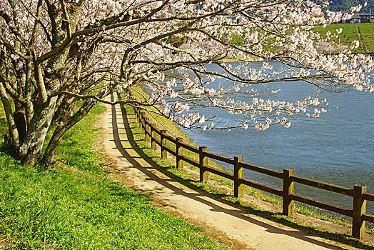 樱花,自然公园,城市,熊本,日本