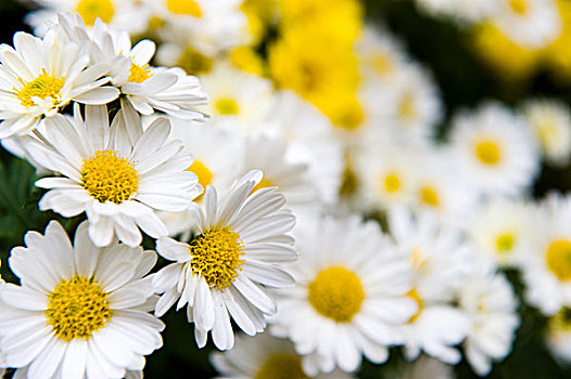 白色,黄色,雏菊,水滴,地点,微距