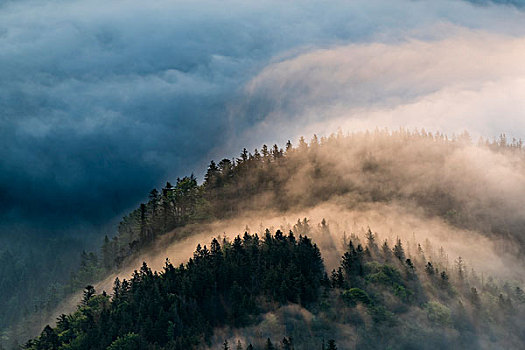 山林,雾,上巴伐利亚,巴伐利亚,德国,欧洲