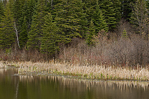反射,水塘,芦苇,岸边,桑德贝,安大略省,加拿大