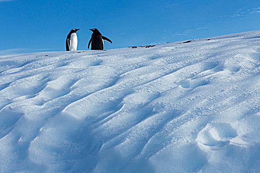 南极,巴布亚企鹅,站立,雪,斜坡,靠近,岛屿,湾