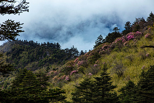 神农架,神农顶,风景,景点,旅游,高山,瀑布,河流,神秘,树木,植被,石头,鄂西,云海,峡谷,壮观