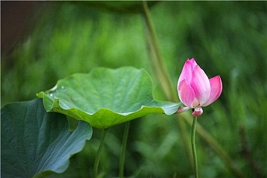 盛开,莲花