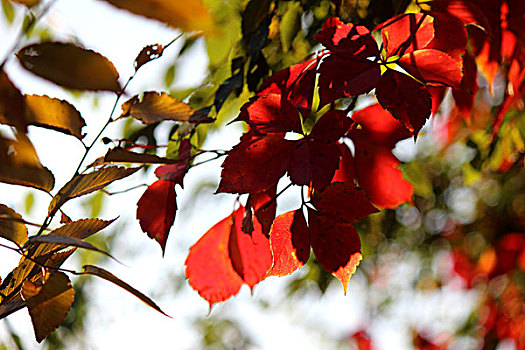 秋,艳秋,红叶