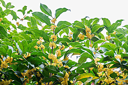 桂花特写