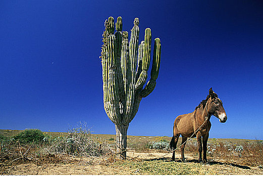 驴,系,仙人掌,北下加利福尼亚州,墨西哥