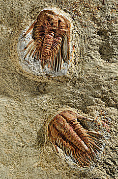 三叶虫,化石,西班牙