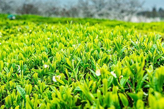 茶园里新鲜的茶芽和叶