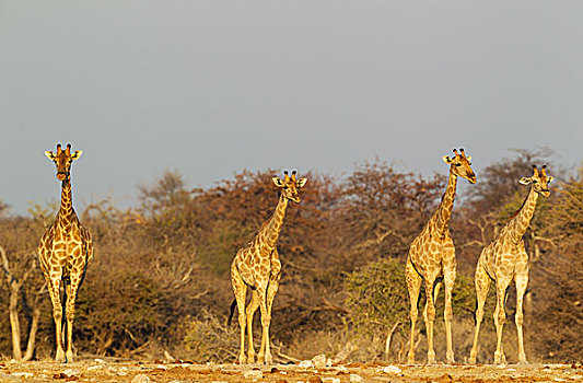 南非,长颈鹿,群,雌性,接近,水坑,夜光,埃托沙国家公园,纳米比亚,非洲
